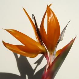 Bird of Paradise